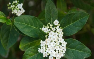 Lo spettacolo del viburnum tinus, siepe colorata amata dagli animali