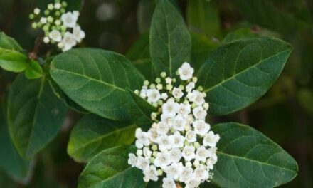 Lo spettacolo del viburnum tinus, siepe colorata amata dagli animali