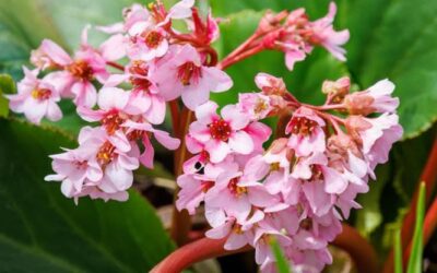 I delicati fiori della bergenia: i consigli