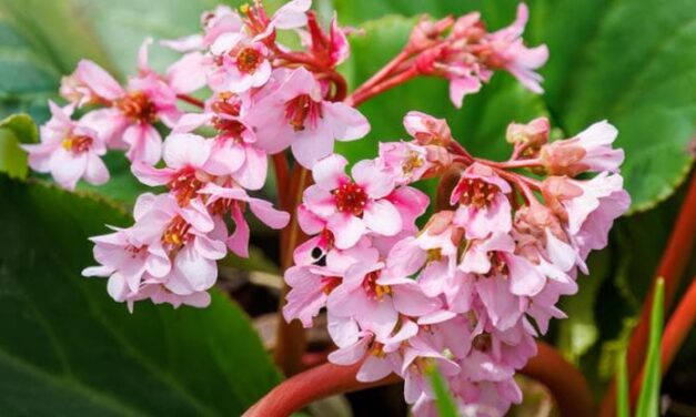 I delicati fiori della bergenia: i consigli