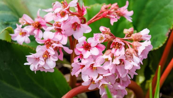 I delicati fiori della bergenia: i consigli