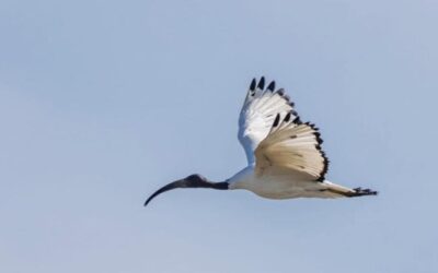 La citizen science per monitorare l’invasione dell’ibis sacro nel Sud Italia