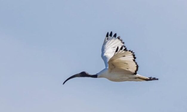 La citizen science per monitorare l’invasione dell’ibis sacro nel Sud Italia