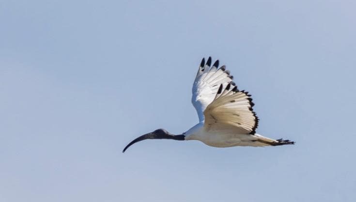 La citizen science per monitorare l’invasione dell’ibis sacro nel Sud Italia