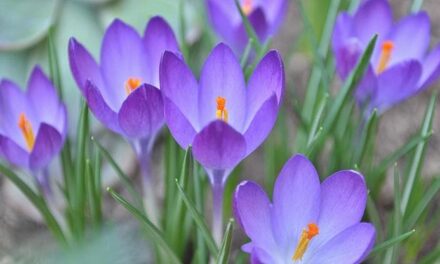 I fiori del croco, assaggio di primavera