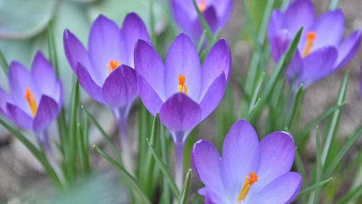 I fiori del croco, assaggio di primavera