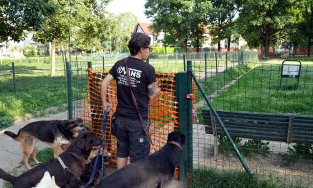 Dalle crocchette alla ciotola, ecco le scelte green per il tuo cane