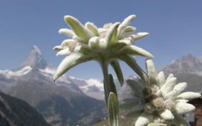 La Stella alpina, come coltivare a casa un simbolo della montagna