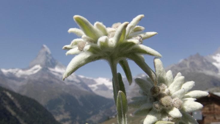 La Stella alpina, come coltivare a casa un simbolo della montagna