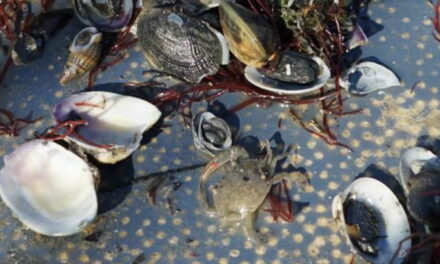 Inquinamento e crisi climatica, in Galizia “spariscono” i molluschi