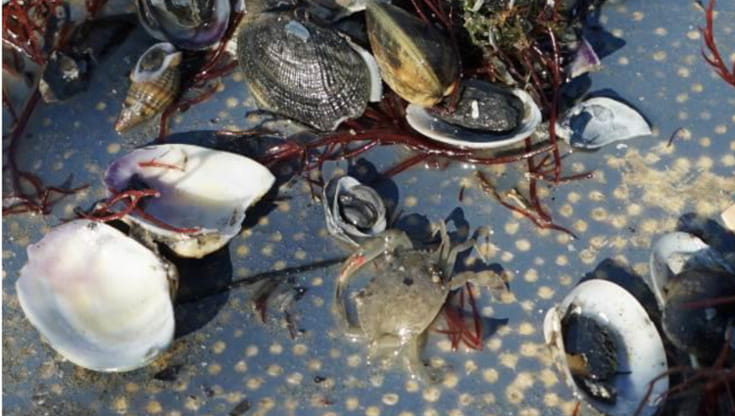 Inquinamento e crisi climatica, in Galizia “spariscono” i molluschi