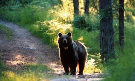 Droni, trovato un sistema per tenere lontani gli orsi dalle case