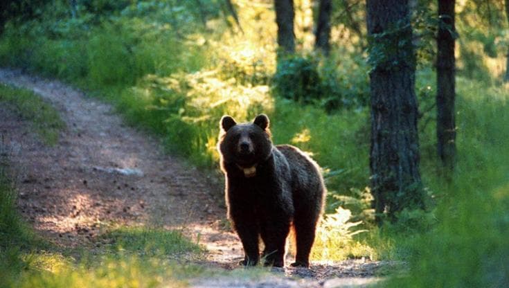 Droni, trovato un sistema per tenere lontani gli orsi dalle case