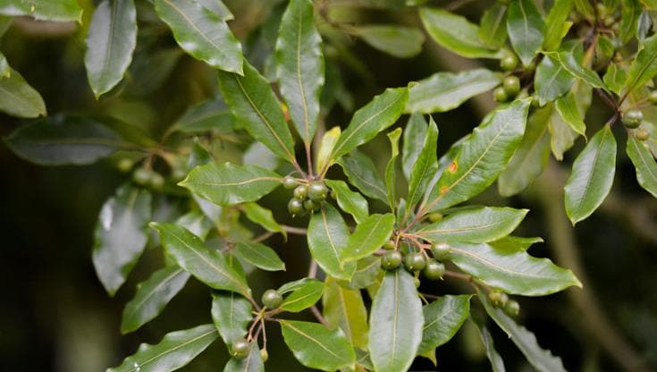 L’alloro, la pianta aromatica che rende più belli i giardini