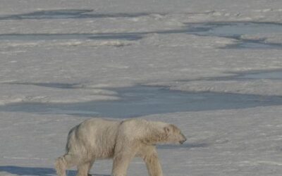 Ecco perché la pelliccia degli orsi polari non si ghiaccia mai