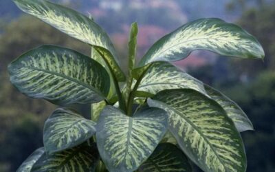 La dieffenbachia, come curare la più diffusa delle piante da appartamento