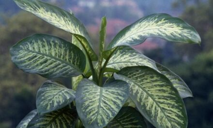 La dieffenbachia, come curare la più diffusa delle piante da appartamento