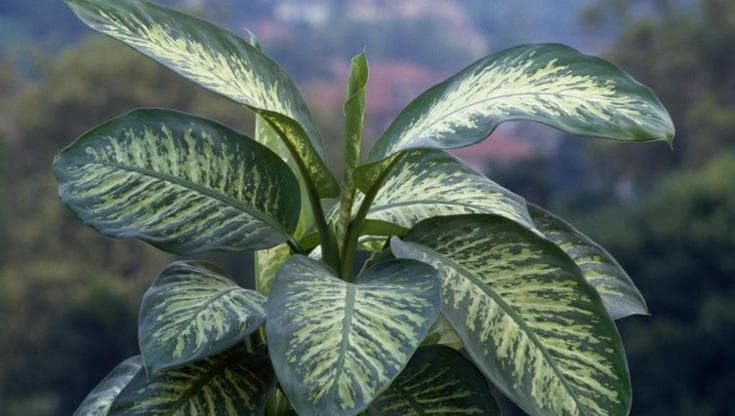 La dieffenbachia, come curare la più diffusa delle piante da appartamento