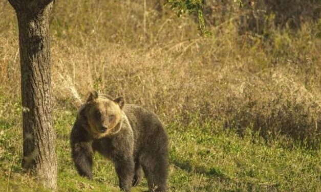 I sentieri del trekking disturbano orsi e lupi