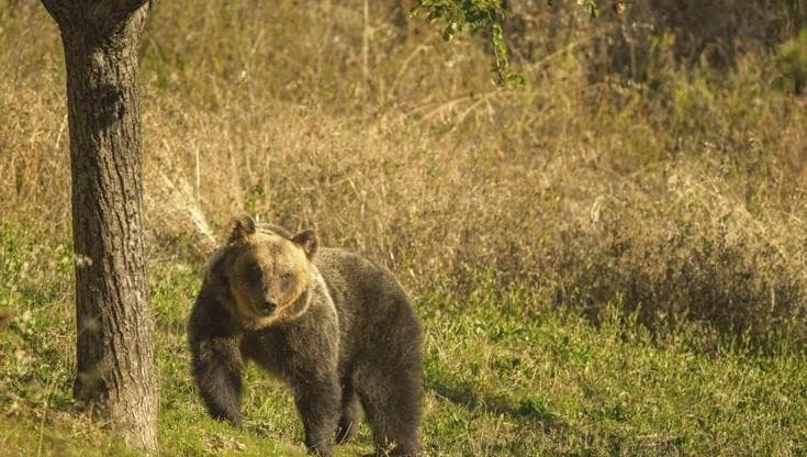 I sentieri del trekking disturbano orsi e lupi