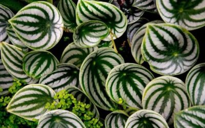 Peperomia, come far crescere la pianta dalle mille varietà