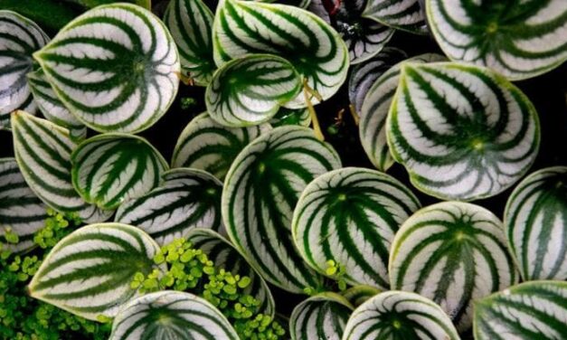 Peperomia, come far crescere la pianta dalle mille varietà