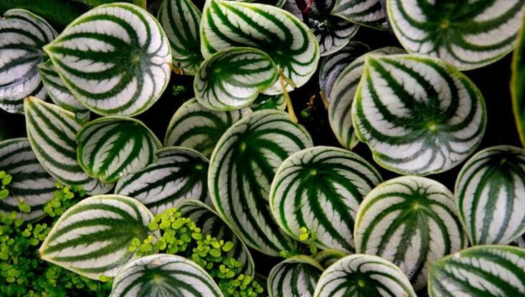 Peperomia, come far crescere la pianta dalle mille varietà