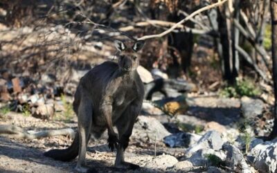 L’Australia vuole trasformare un’isola in arca di Noè per salvare le specie autoctone