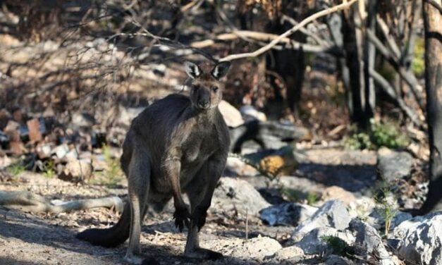 L’Australia vuole trasformare un’isola in arca di Noè per salvare le specie autoctone