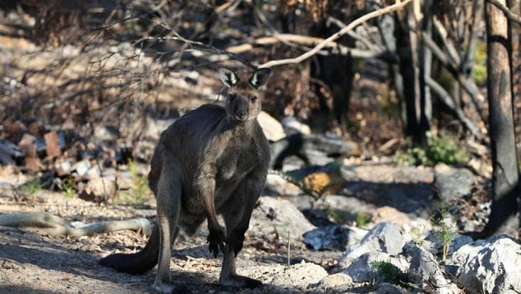 L’Australia vuole trasformare un’isola in arca di Noè per salvare le specie autoctone