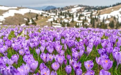 Zafferano, le accortezze per far crescere la pianta della ricercata spezia