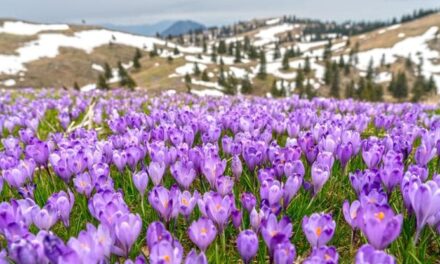 Zafferano, le accortezze per far crescere la pianta della ricercata spezia