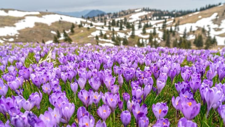 Zafferano, le accortezze per far crescere la pianta della ricercata spezia