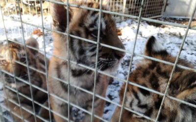 Dai cuccioli di tigre alle scimmie: sequestrati 20mila animali vivi destinati al commercio illegale