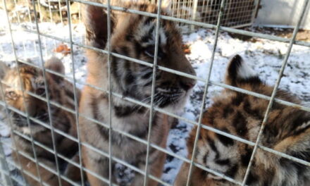 Dai cuccioli di tigre alle scimmie: sequestrati 20mila animali vivi destinati al commercio illegale