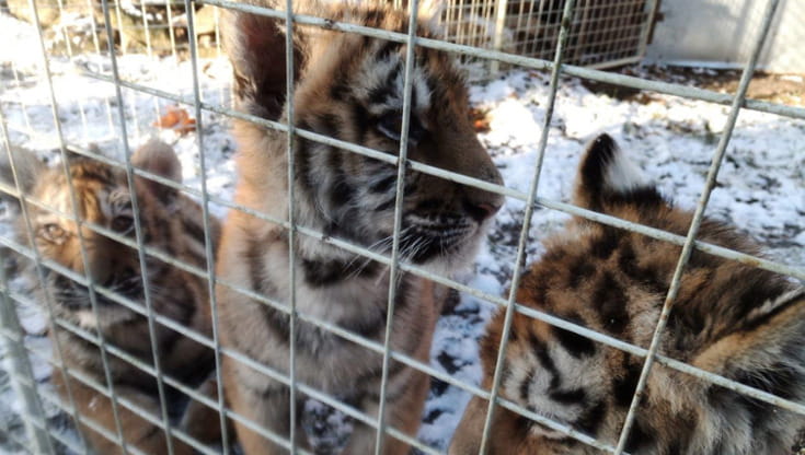 Dai cuccioli di tigre alle scimmie: sequestrati 20mila animali vivi destinati al commercio illegale