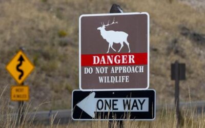 La crisi climatica sta velocizzando il turnover delle specie