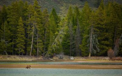 Nel parco di Yellowstone lupi e orsi hanno aiutato a ripristinare l’ecosistema