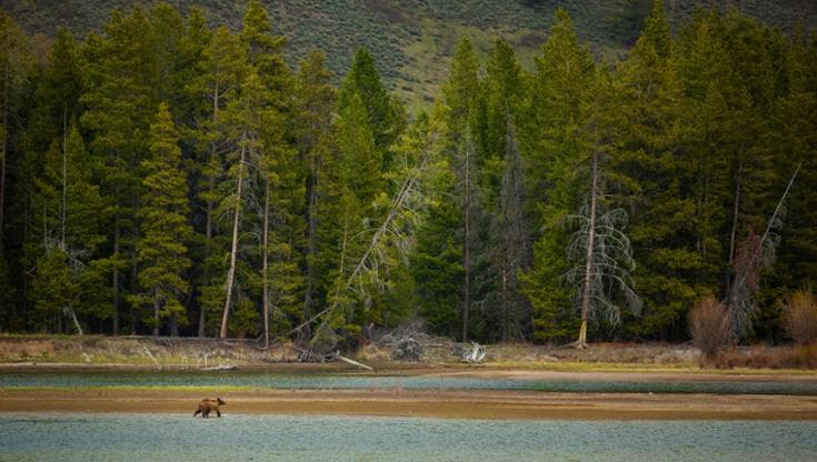 Nel parco di Yellowstone lupi e orsi hanno aiutato a ripristinare l’ecosistema