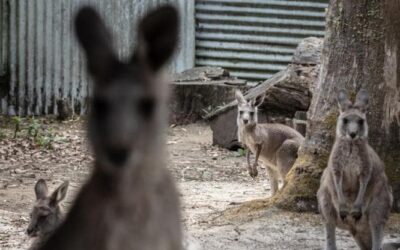 La fecondazione in vitro per salvare i canguri e altri mammiferi marsupiali dall’estinzione