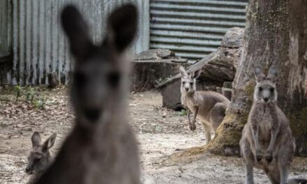 La fecondazione in vitro per salvare i canguri e altri mammiferi marsupiali dall’estinzione