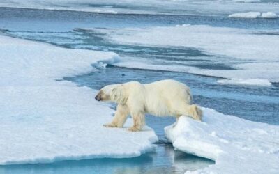 “Sostiene il commercio delle pellicce di orso polare”, il WWF sotto accusa