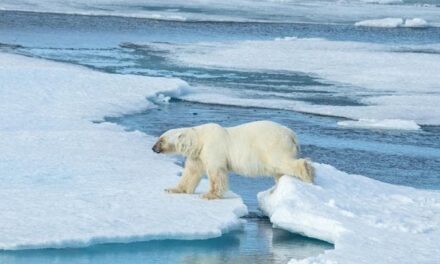 “Sostiene il commercio delle pellicce di orso polare”, il WWF sotto accusa