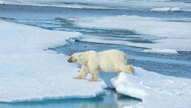 “Sostiene il commercio delle pellicce di orso polare”, il WWF sotto accusa