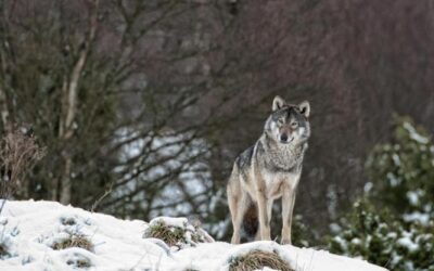 Più alberi, meno cervi rossi: i benefici del ritorno dei lupi in Scozia