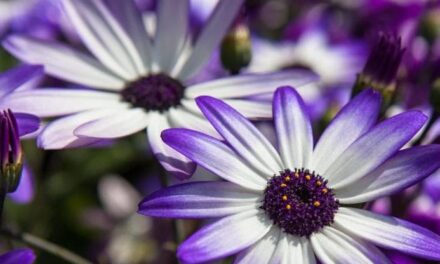 Cineraria: coltivazione, cura e fioritura