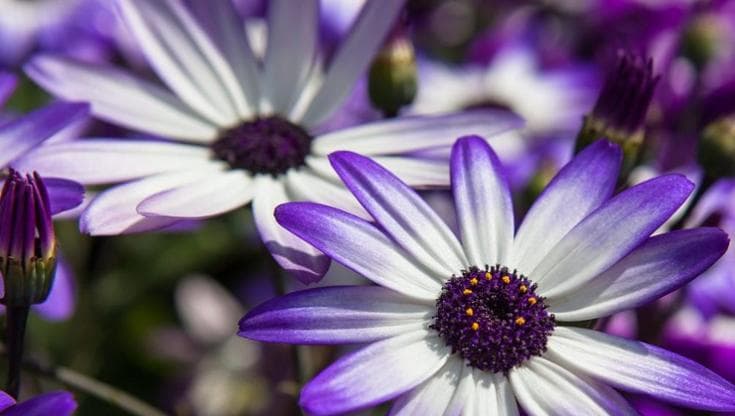 Cineraria: coltivazione, cura e fioritura