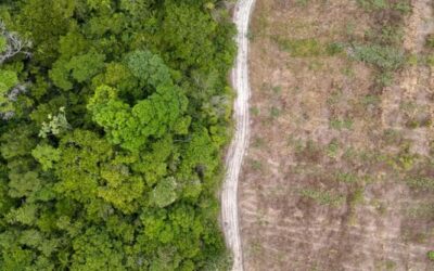 Cop16, gli aiuti al Sud del mondo per salvare la biodiversità