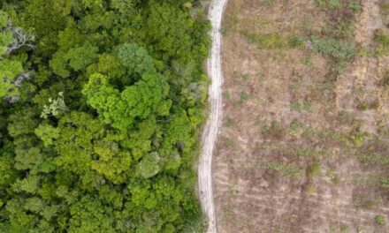 Cop16, gli aiuti al Sud del mondo per salvare la biodiversità