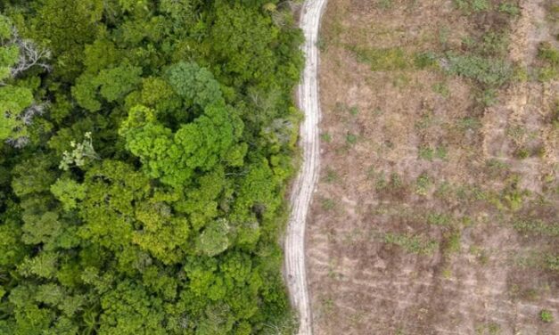 Cop16, gli aiuti al Sud del mondo per salvare la biodiversità